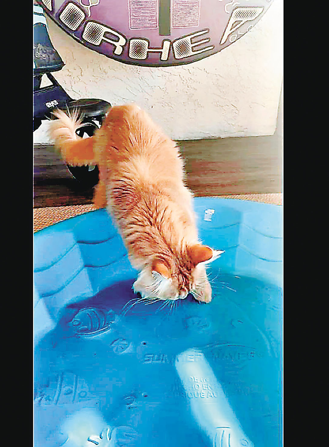 ■緬恩貓喜歡水。