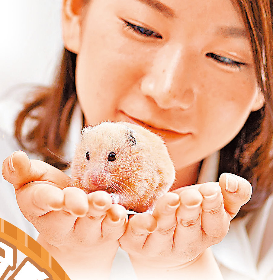 ■飼養倉鼠不佔地方，是細小家居的好選擇。