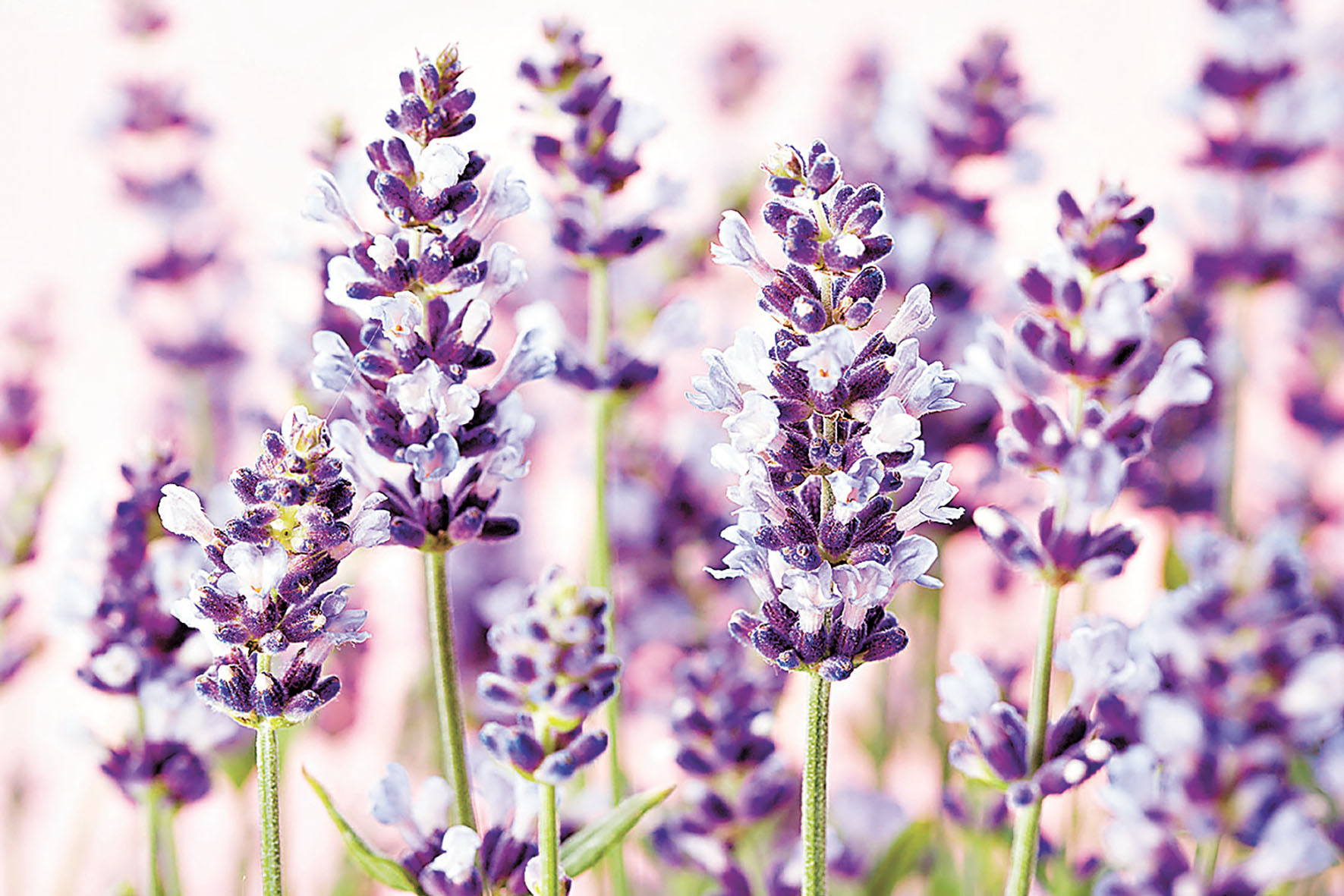 ■薰衣草的紫十分淡雅。