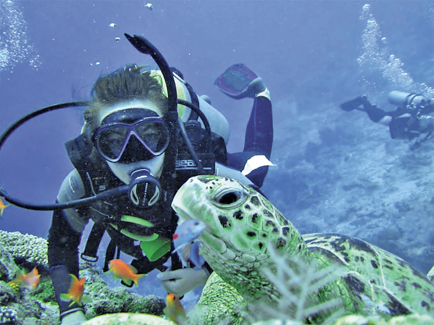 ■西巴丹島海底下，可與海龜結伴暢泳。