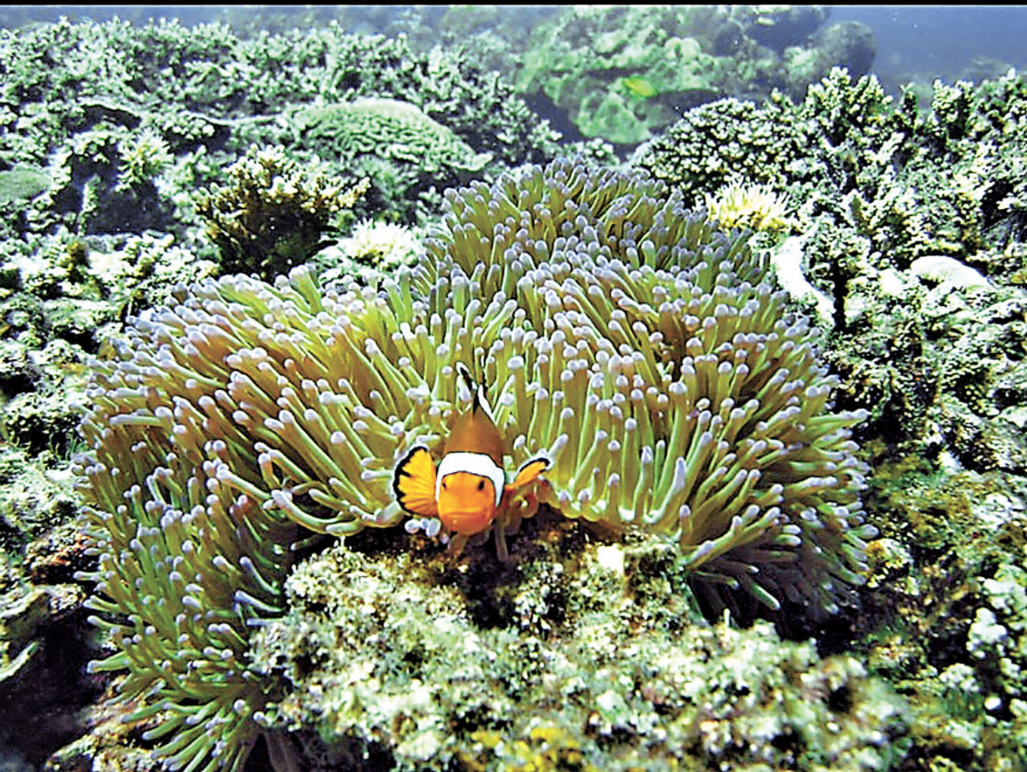 ■西巴丹島海底有逾3,000種魚類和數百種珊瑚。