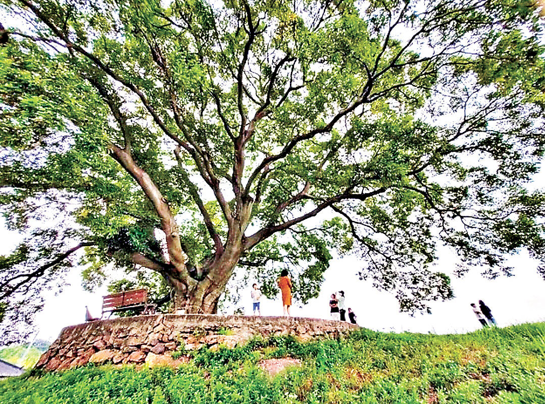 ■「昭德洞朴樹」樹齡達500歲，值得親臨打卡。