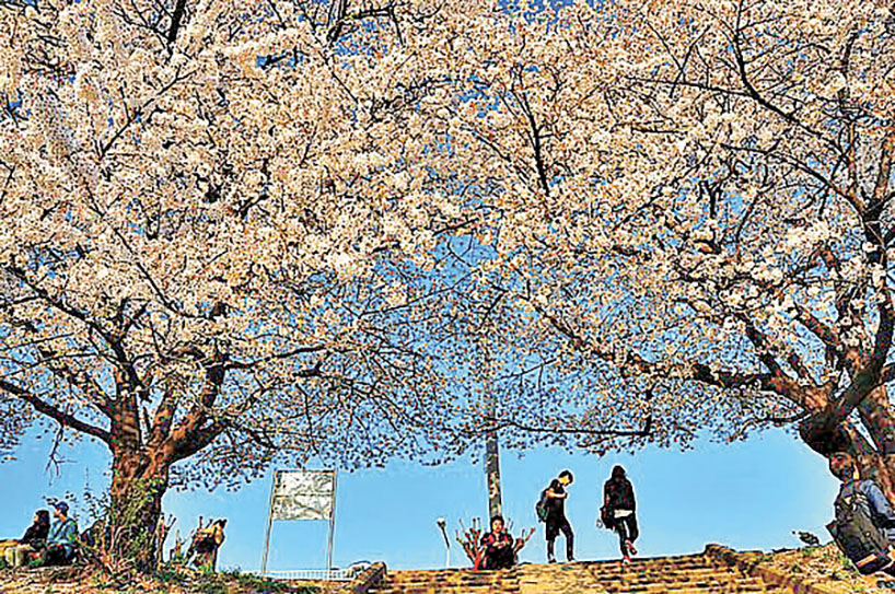 ■無心川超長的賞櫻步道。