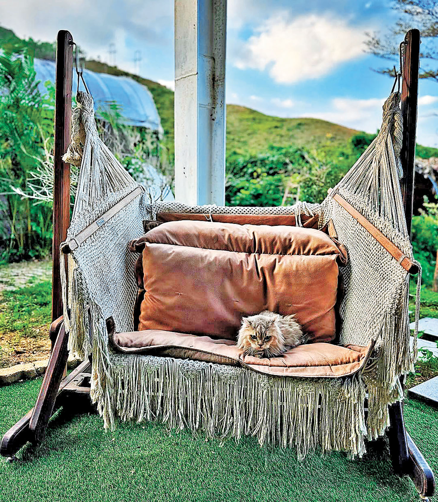 ■貓咪也喜歡夏威夷風的搖搖椅。