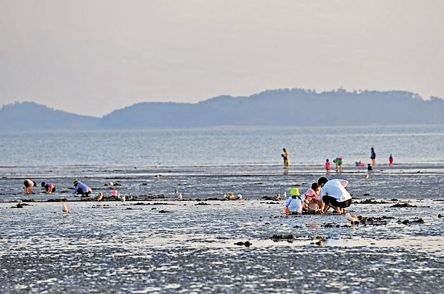 ■在退潮後，旅客在夢山浦海灘上拾貝。