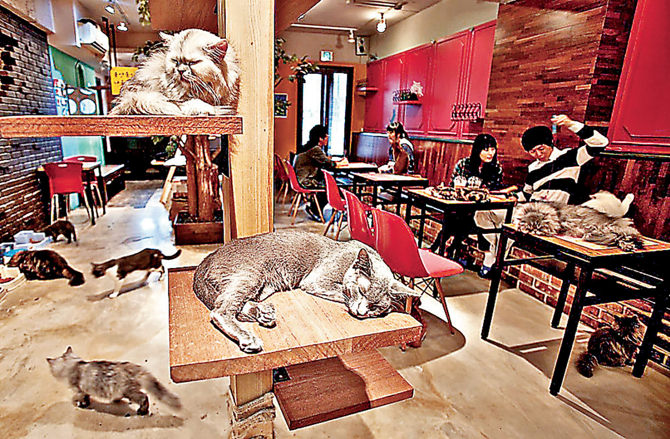 ■貓咪咖啡室內有十多隻可愛小貓。