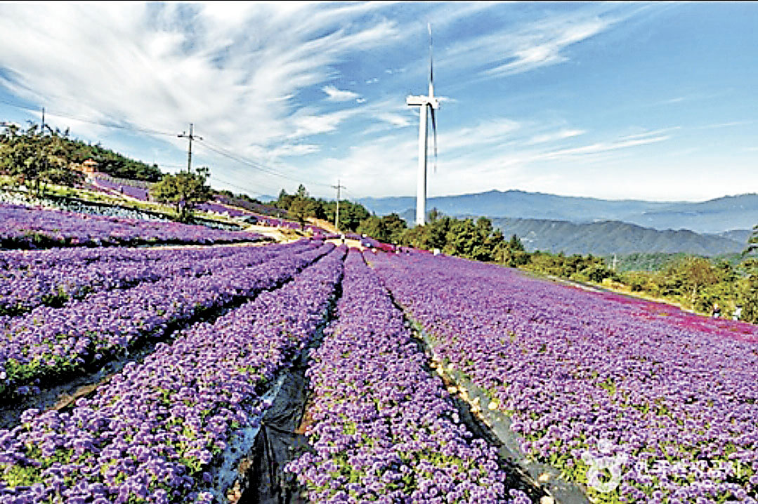 ■居昌香草村種植了200多種的薰衣草及香草花卉。