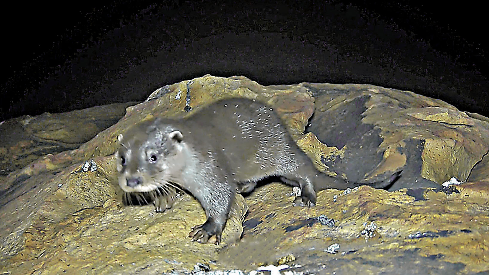 ■本港極度瀕危的歐亞水獺。