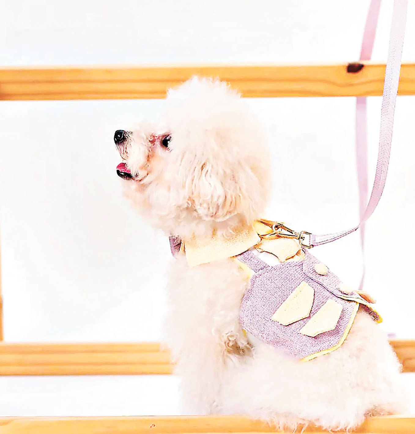 ■市集有售Dotshk寵物衣飾。