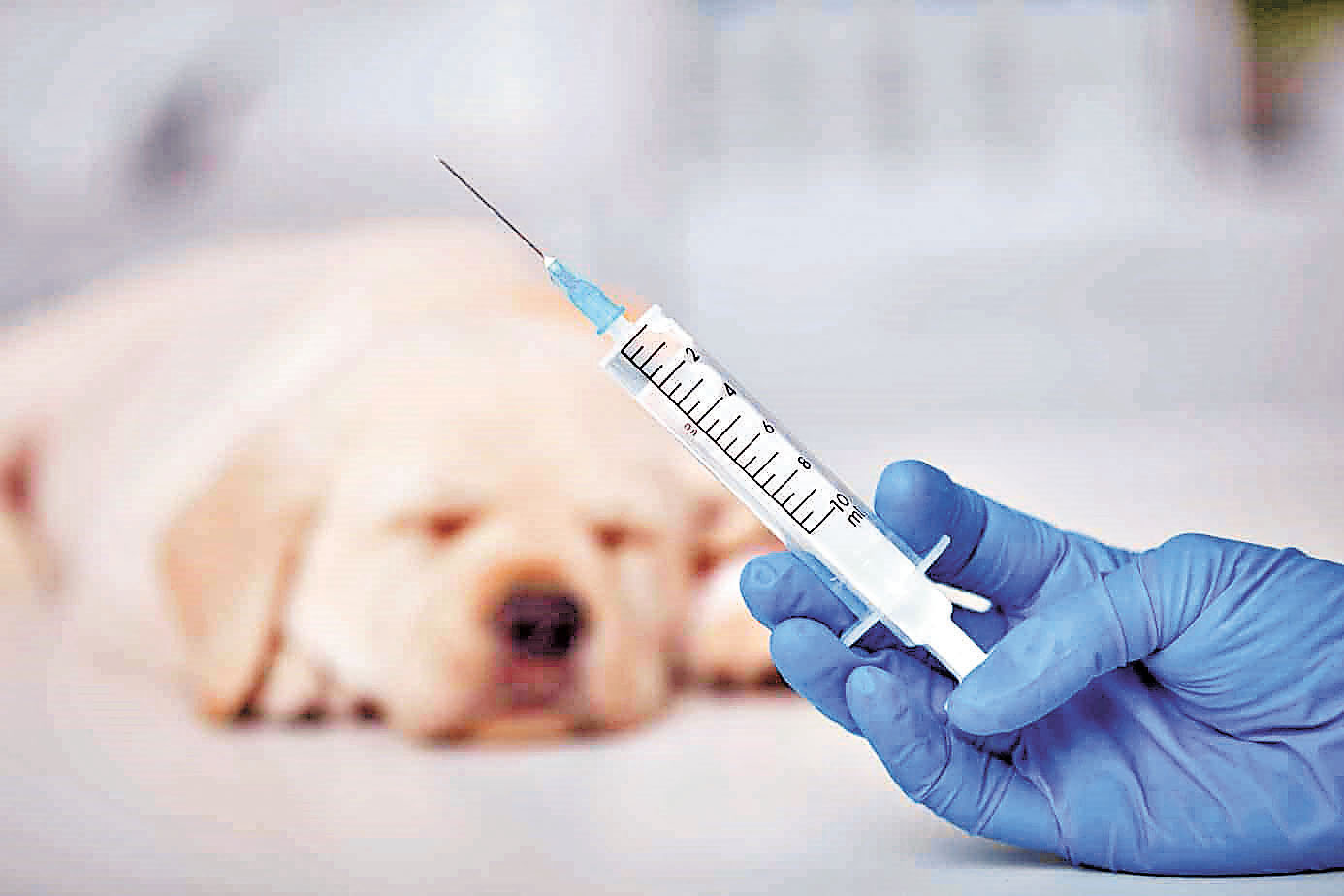 ■留意狗狗在接種疫苗後有否過敏症狀。