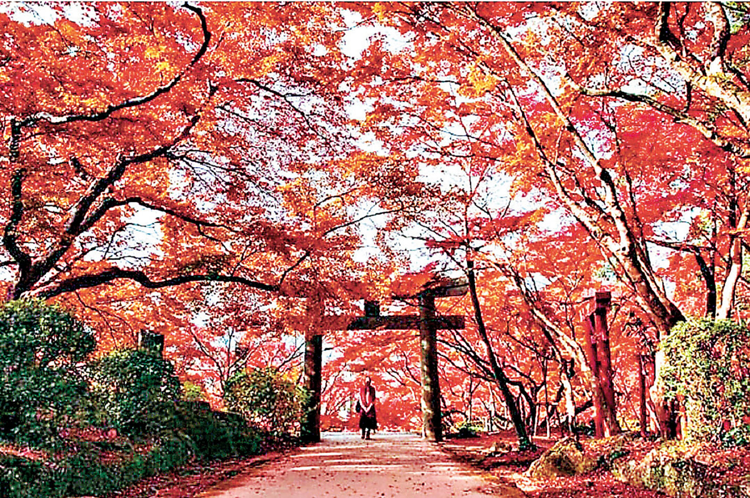 ■耶馬溪十月正是秋楓盛開季節，景色怡人。