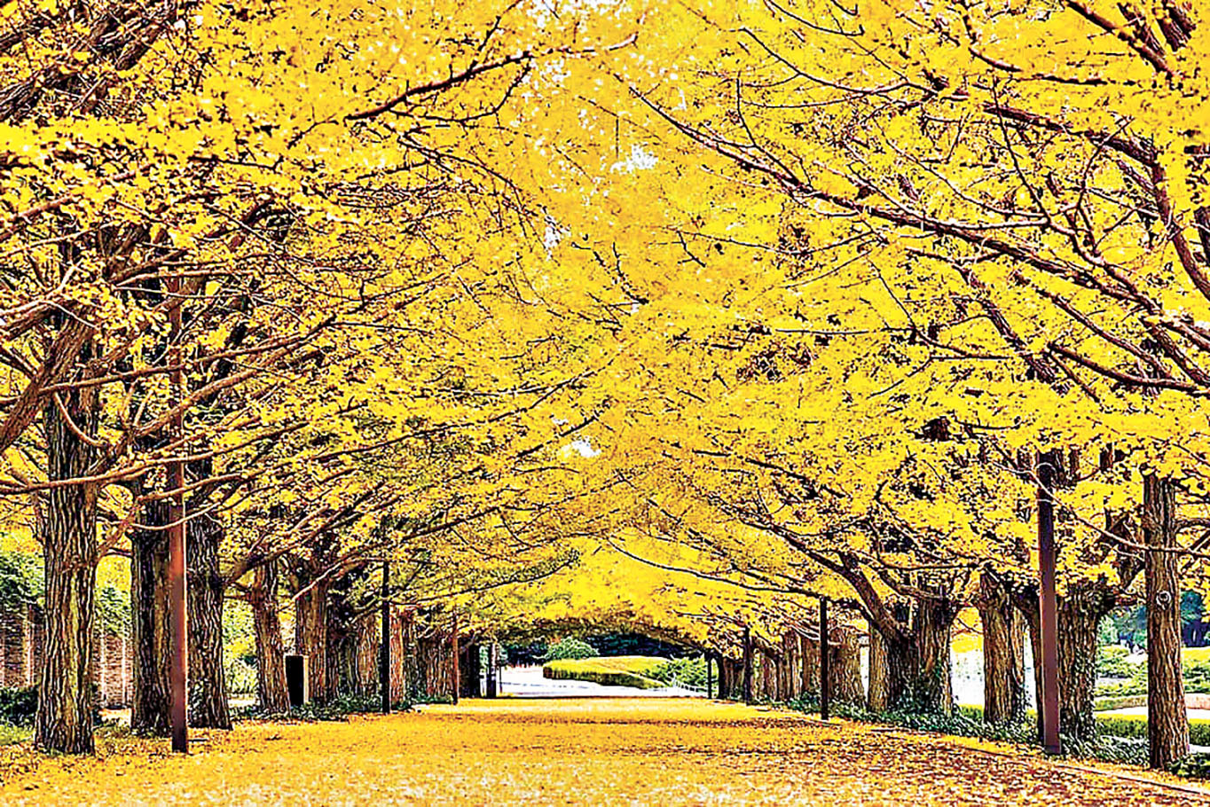 ■昭和紀念公園的銀杏大道由98棵銀杏樹並排而成。