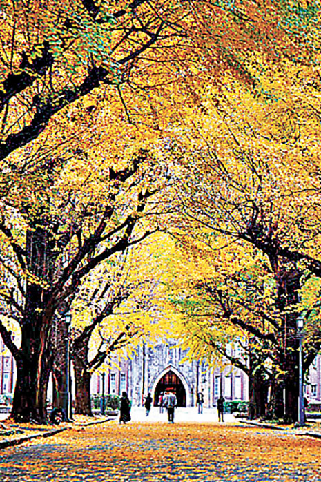 ■東大校園內的銀杏大道盡頭正是著名的安田講堂。