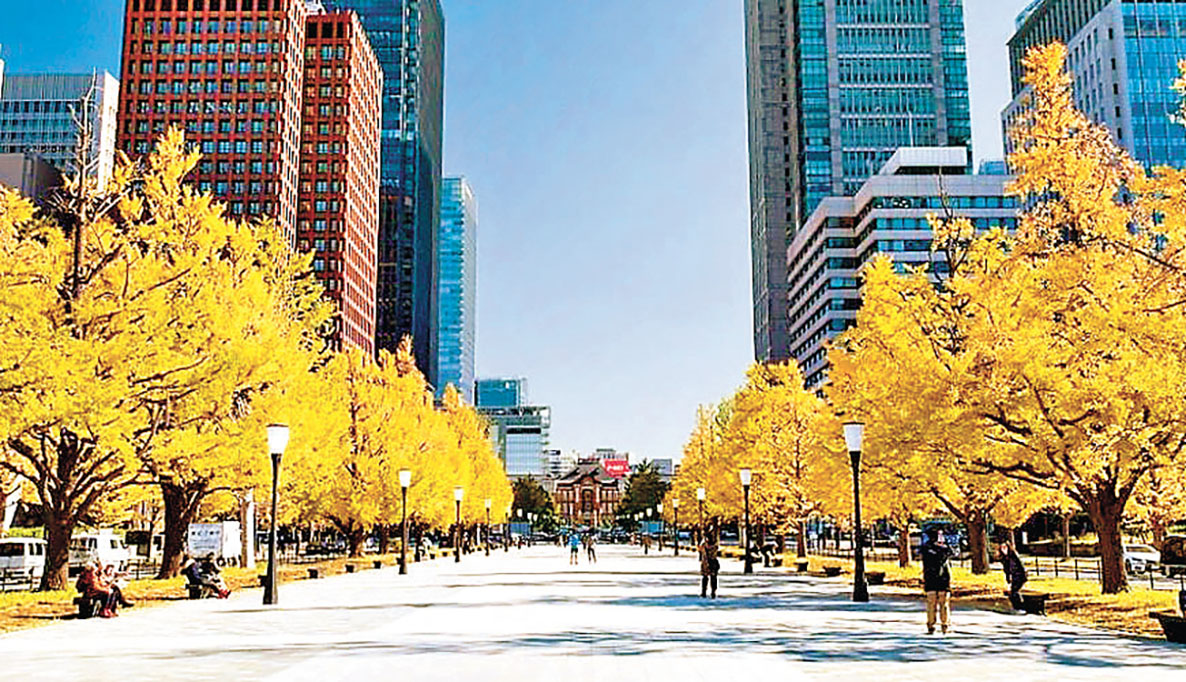 ■東京車站「行幸通」銀杏大道乃鬧市中的綠洲。