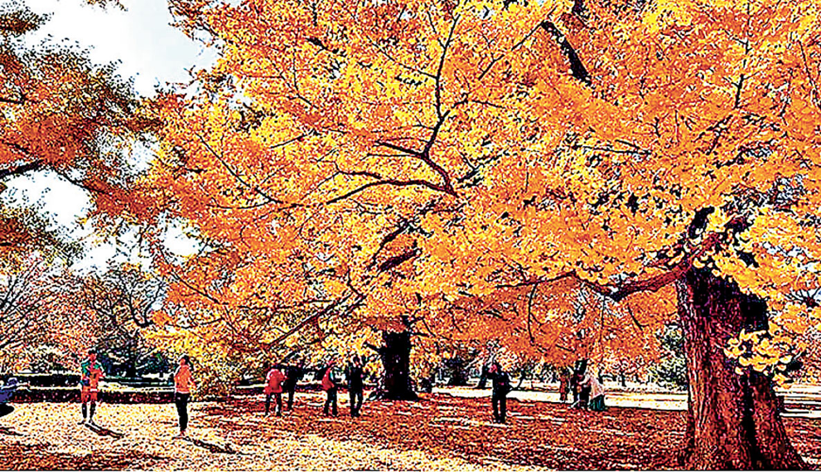 ■新宿御苑內除了銀杏外，還有紅葉，秋季時紅黃交錯。