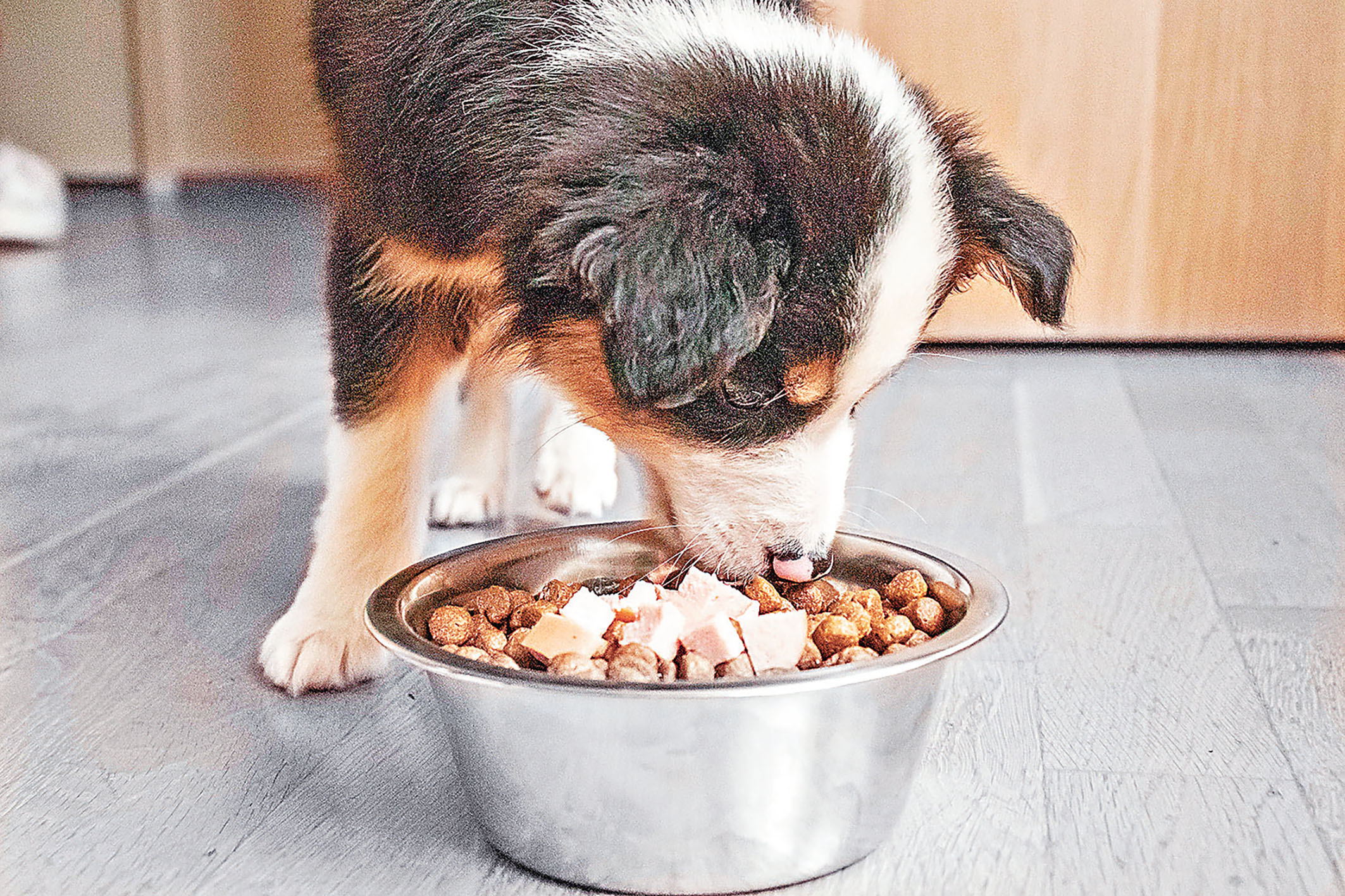 ■狗狗其實都喜歡乾食。