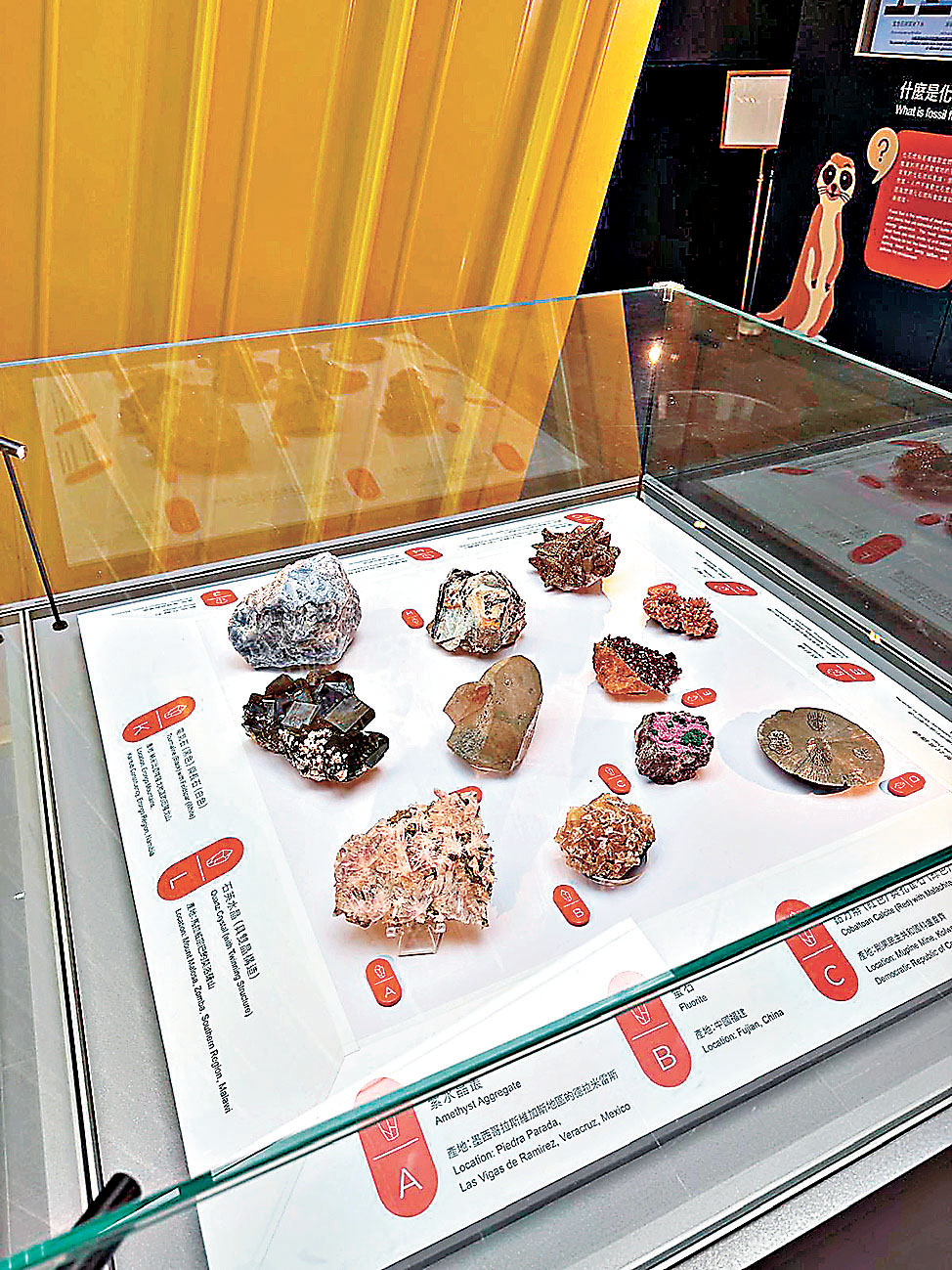 ■公園內設木化石體驗館。