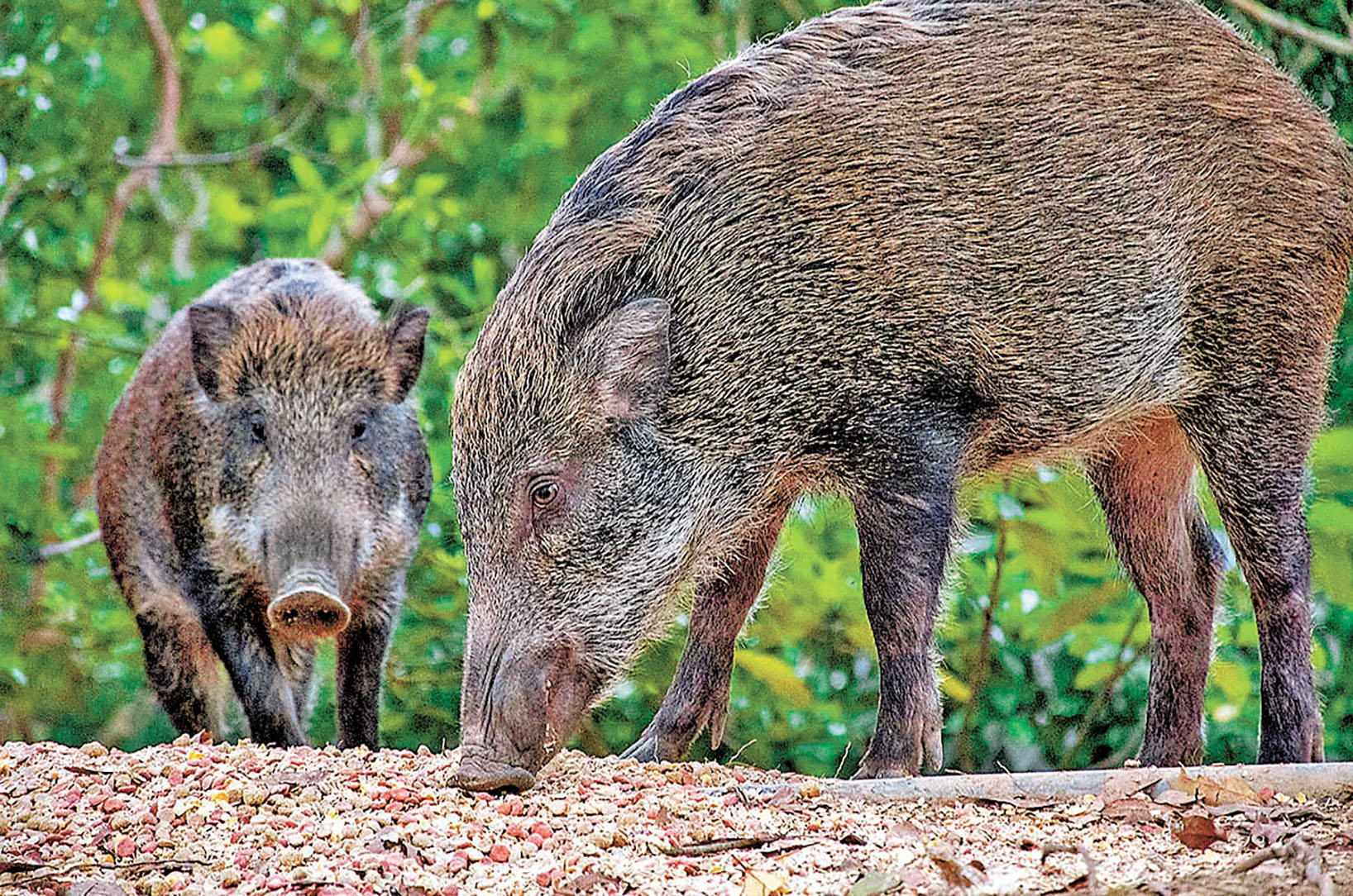 ■成熟的野豬體重可達200公斤。    網上圖片