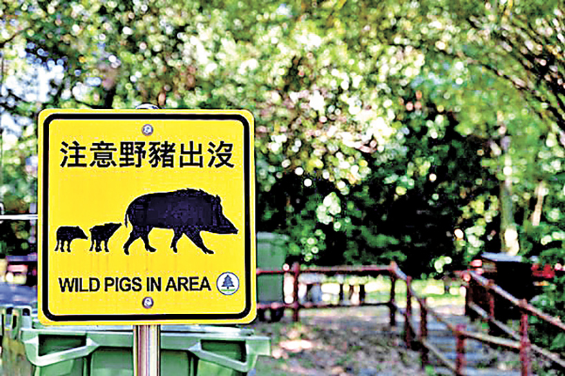 ■漁護署在郊野公園範圍標示注意野豬出沒告示牌。 資料圖片