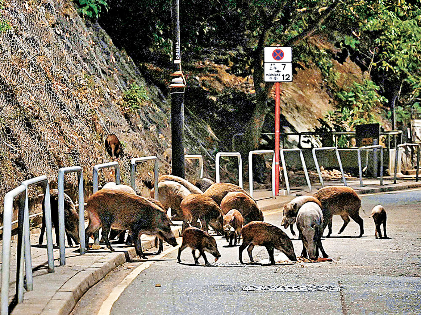 ■到了秋季和冬季，本港野豬會聯群下山到市區街頭覓食。   資料圖片
