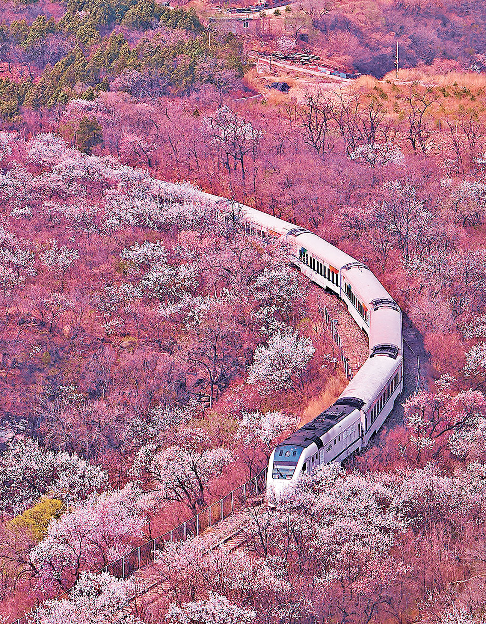 ■列車在花海飛馳,感受春日浪漫。