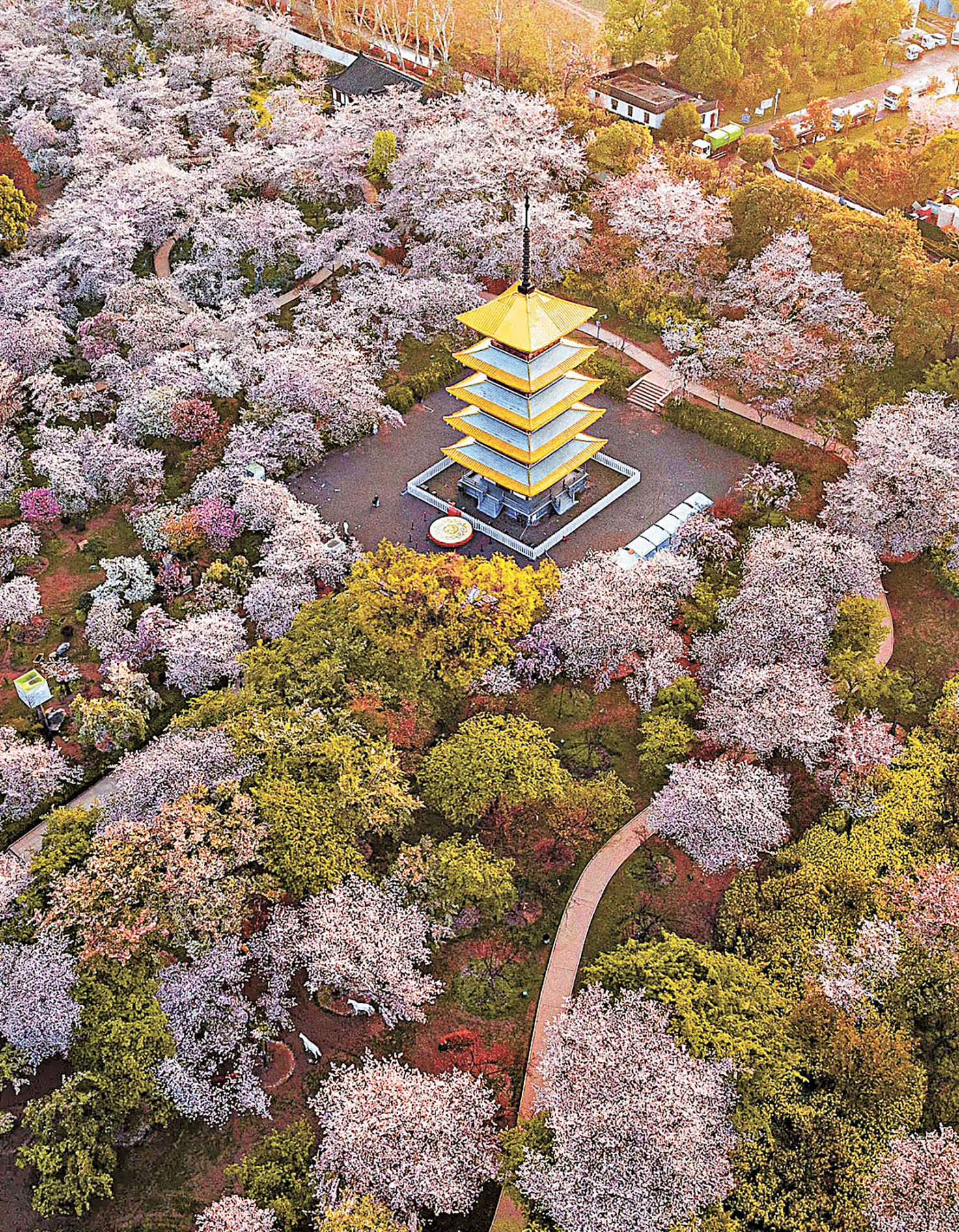 ■東湖櫻花園的五重塔被櫻海包圍,畫面唯美。
