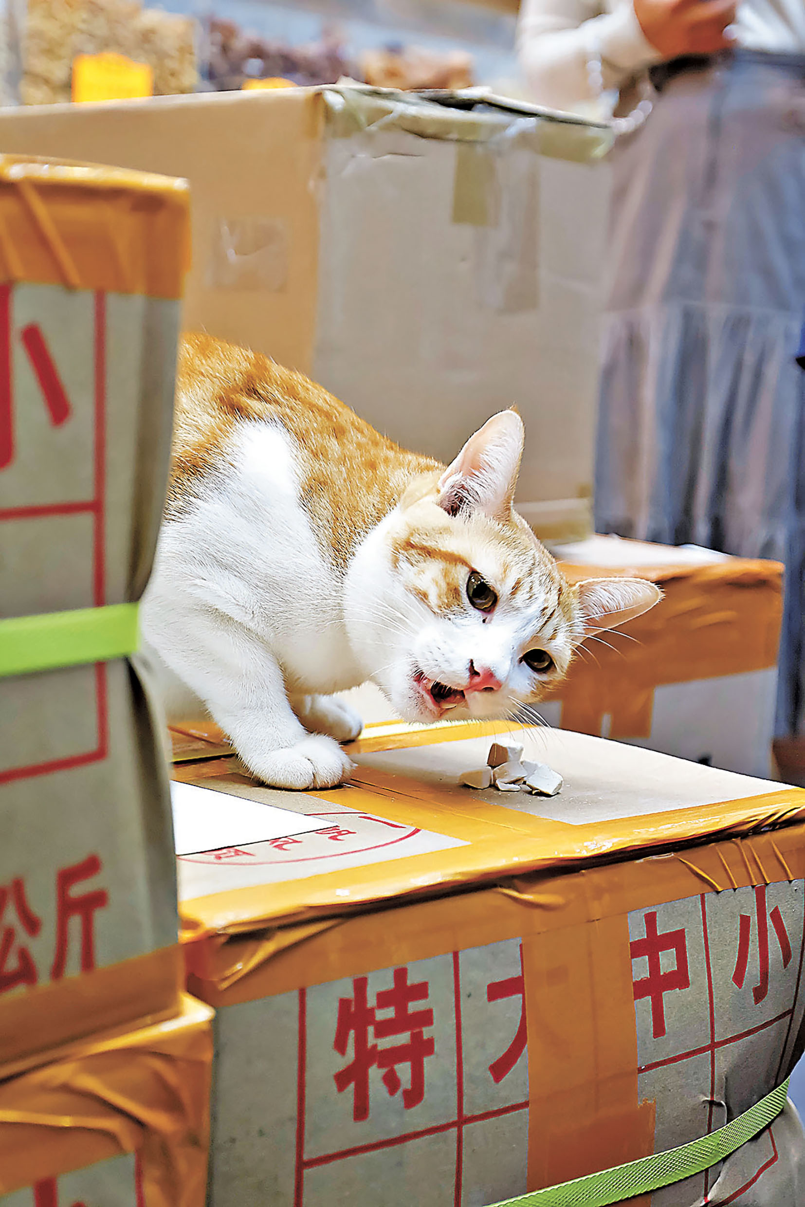 ■貓店長認真工作。