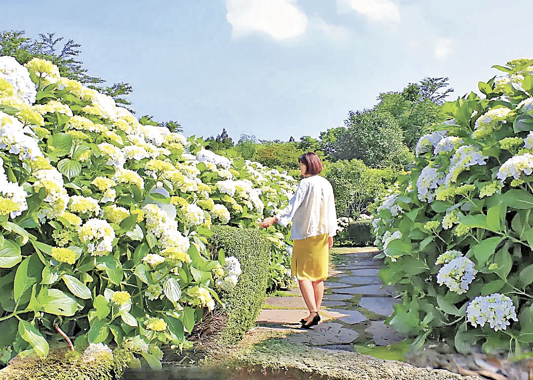 ■繡球花的蹤影布滿黃金海岸。