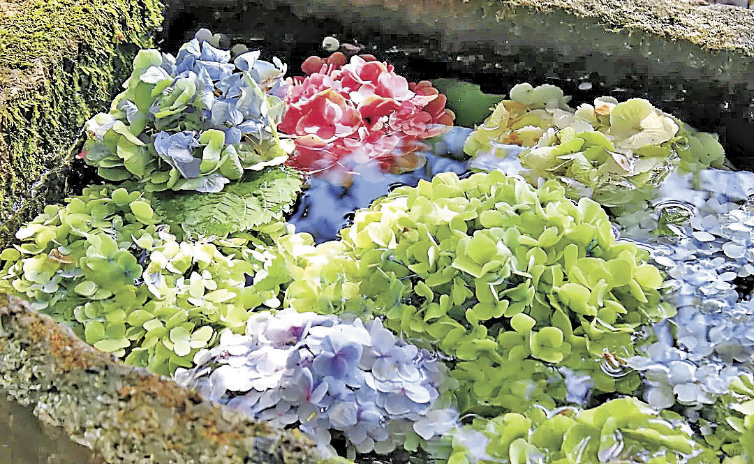 ■繡球花充滿浪漫氣氛。