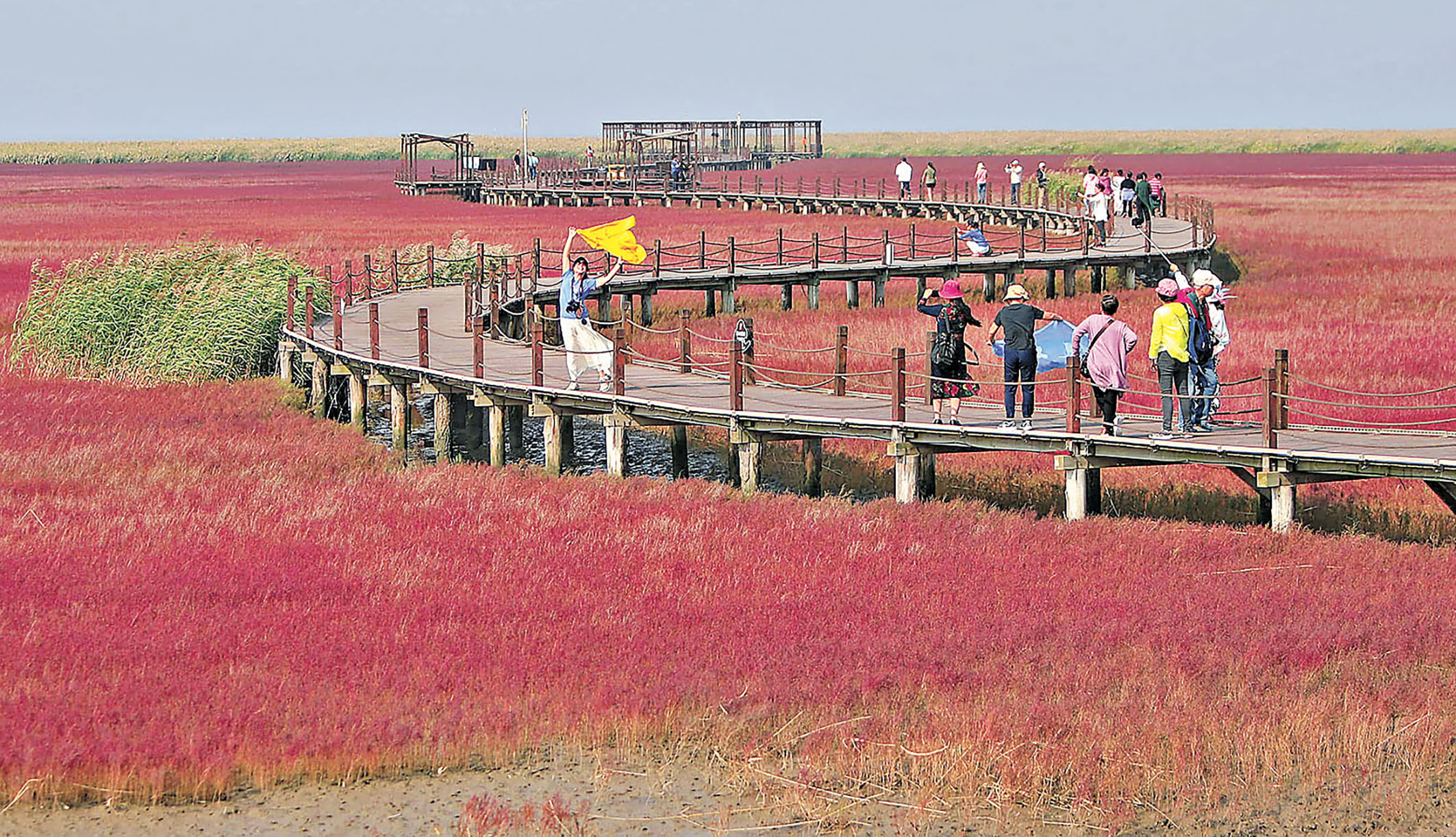 ■遊客走在木棧道中，感受紅海灘國家風景廊道之美。