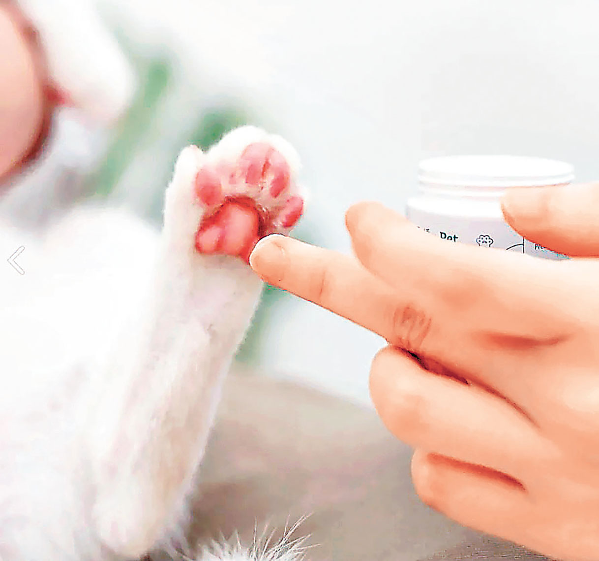 ■貓咪肉球也需要按摩。