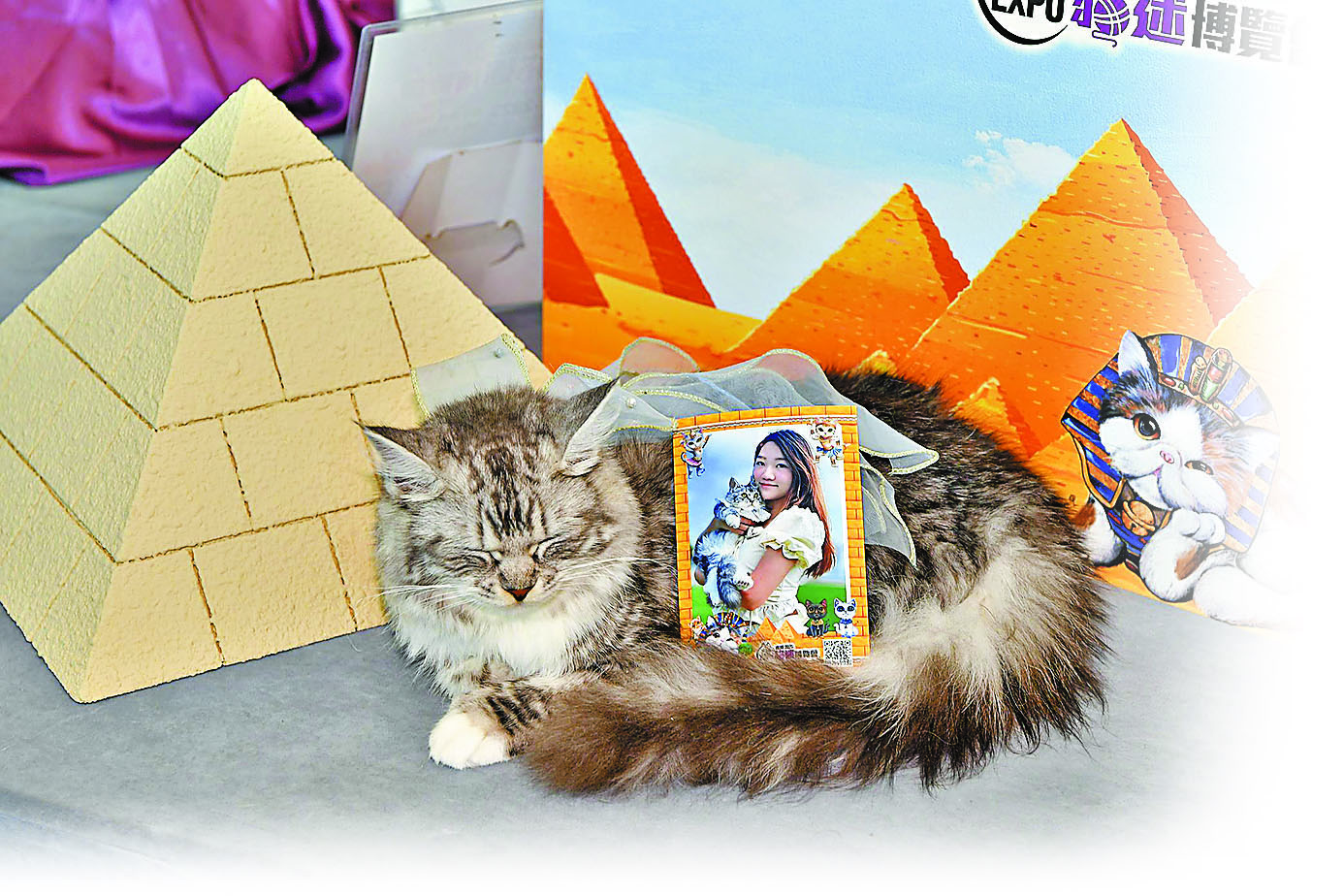 ■貓咪打卡金字塔。