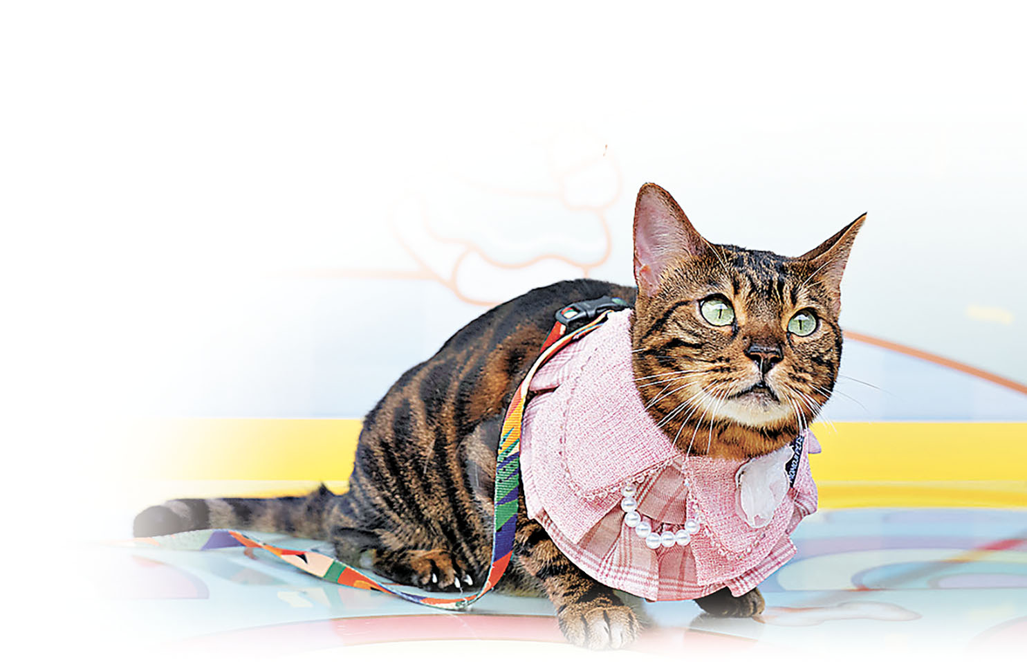 ■貓咪靚照即影即有。