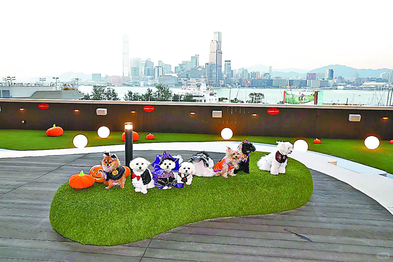 ■毛孩子在空中花園自在玩耍。