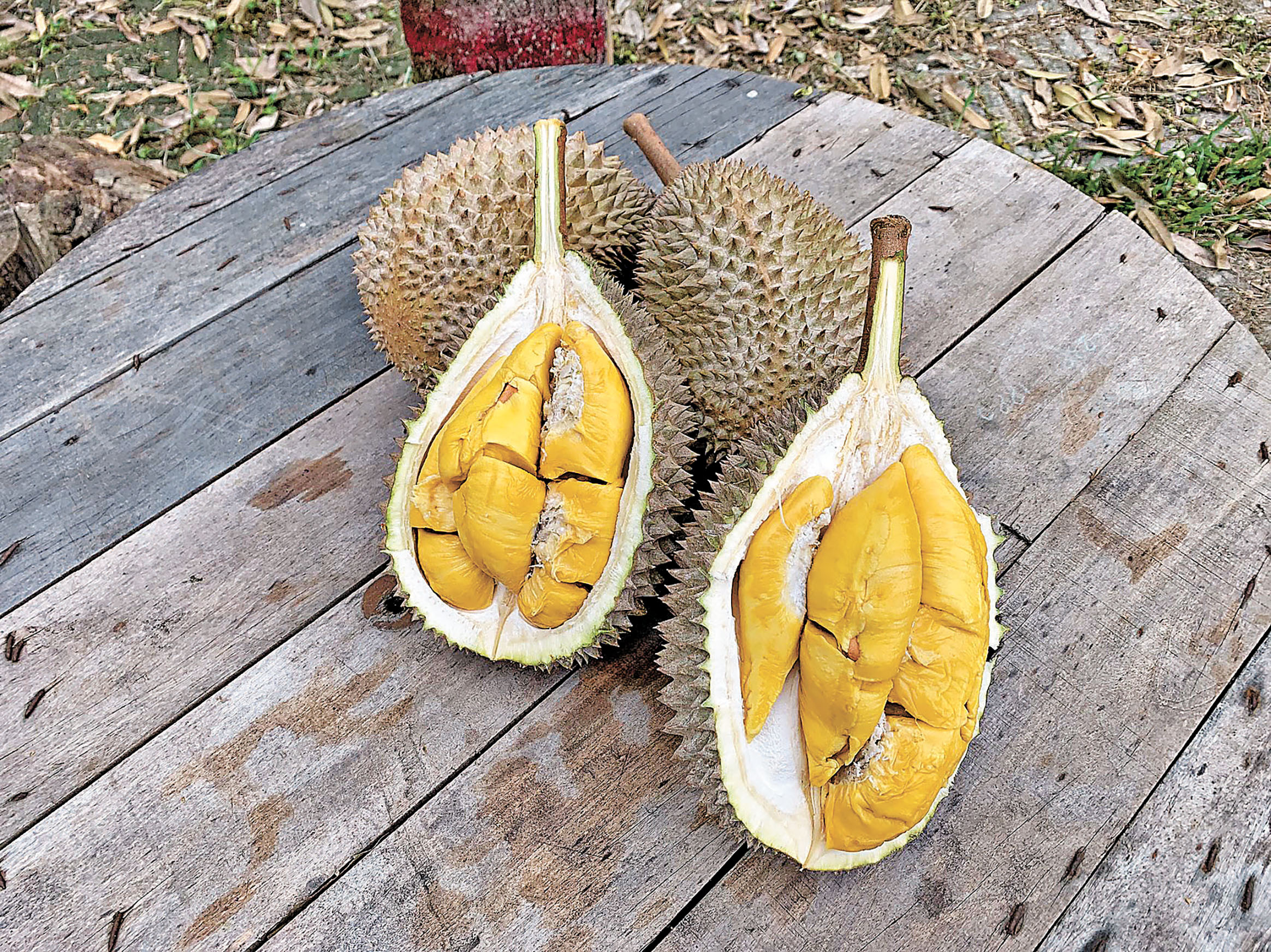 ■勞勿榴槤果園的主理人有超過60年種植榴槤經驗。