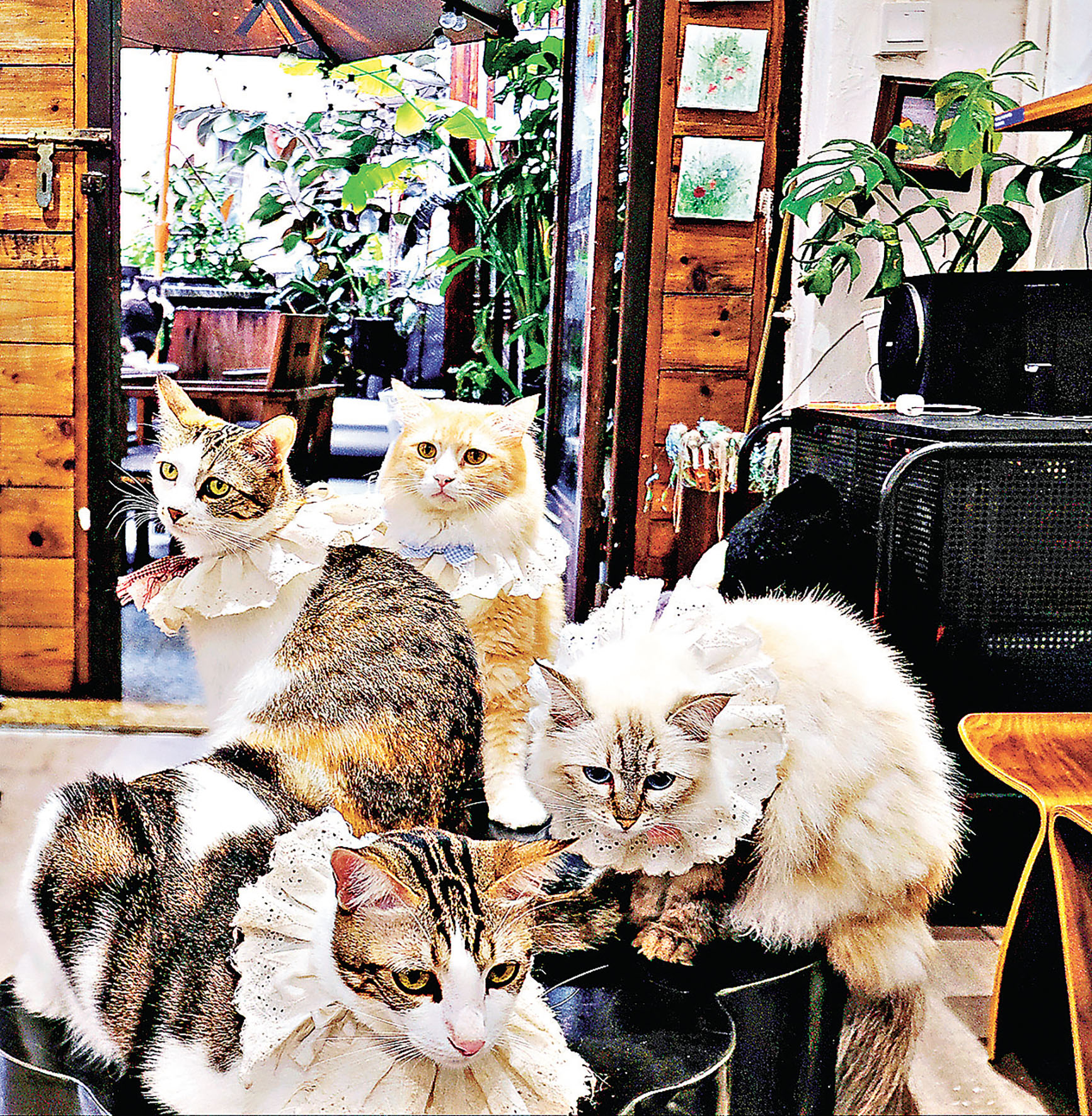 ■貓店長們溫馴又得意。