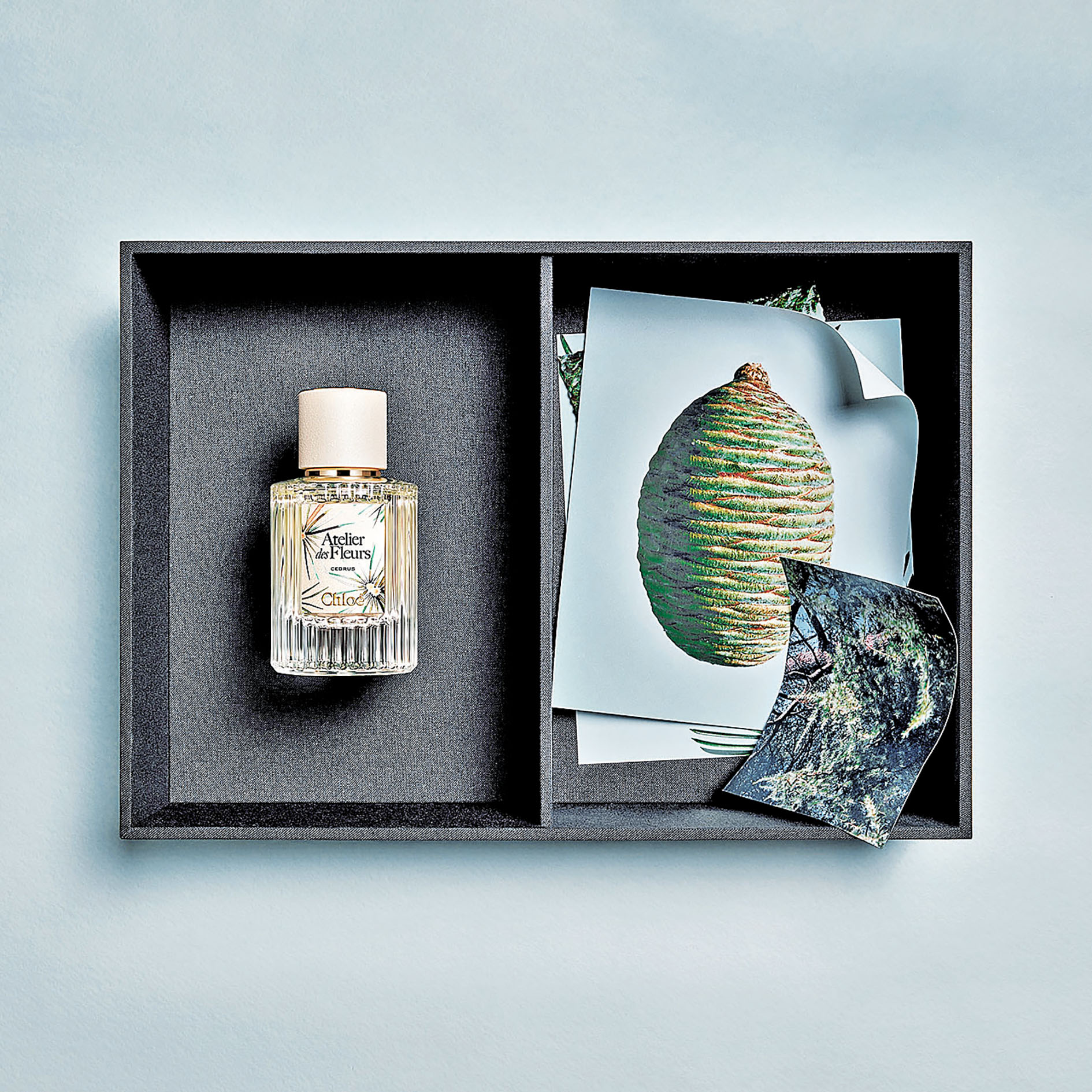 ■展示雪松木一直隱藏的迷人特質。