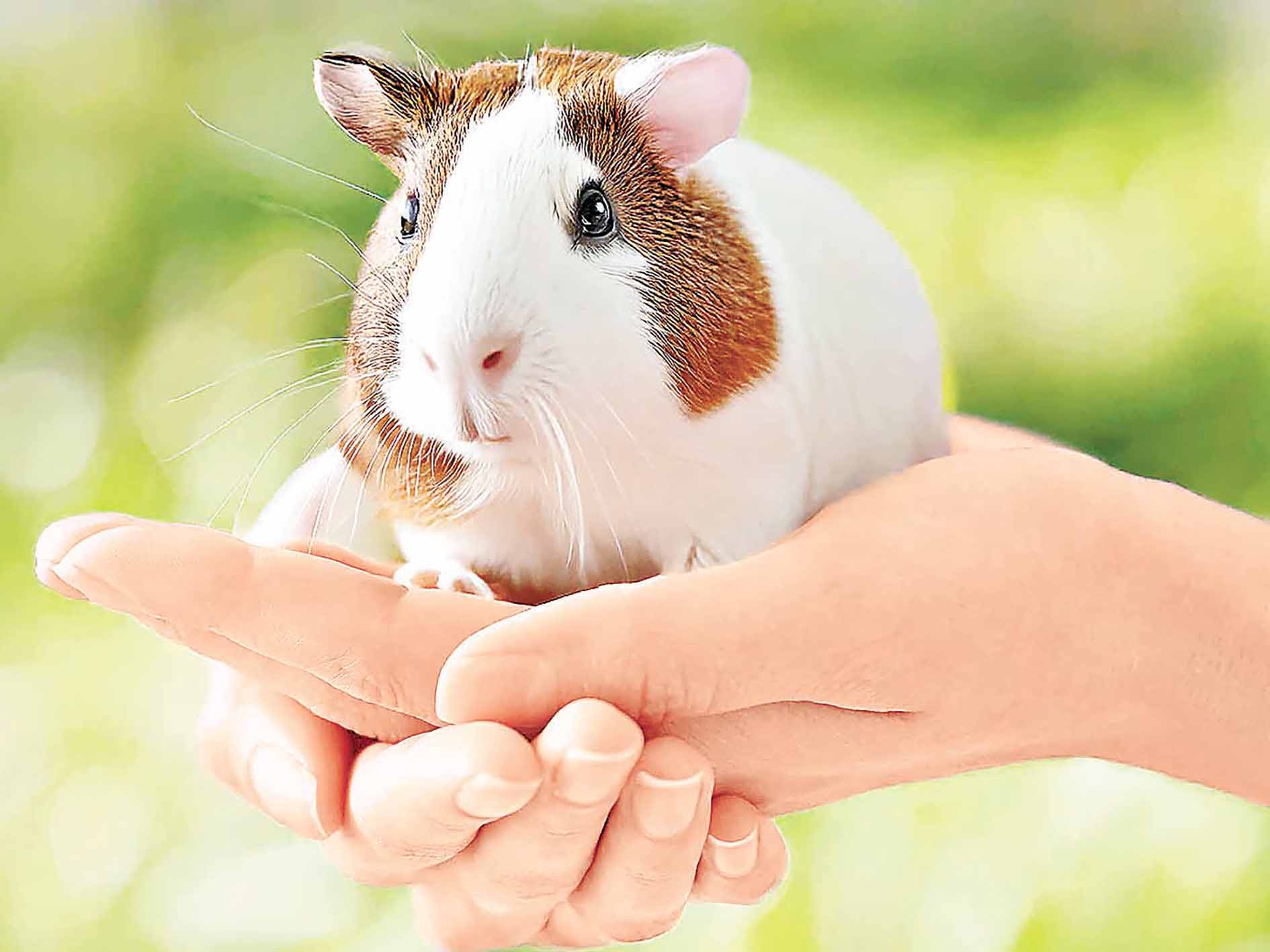 ■可以親親小動物。