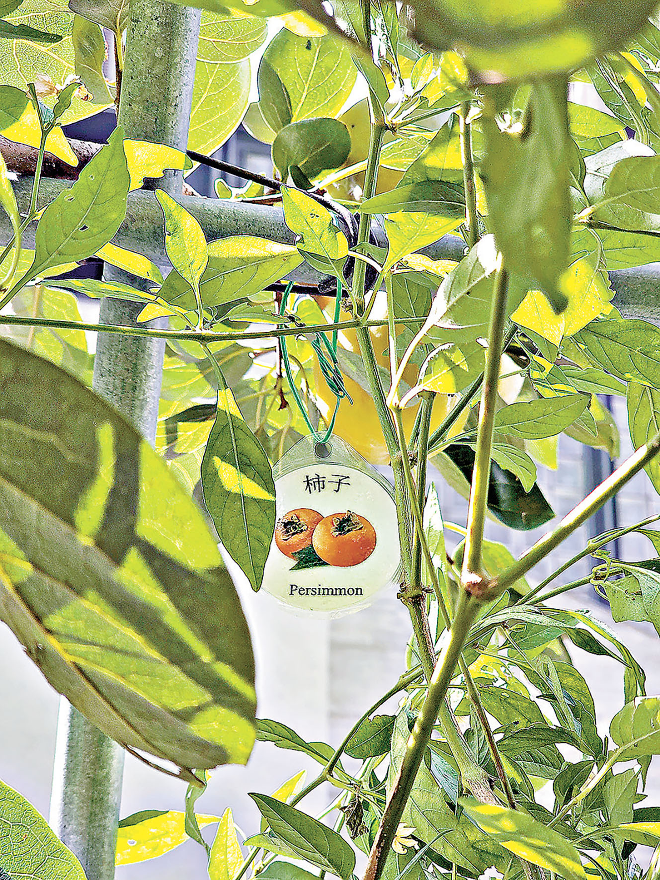 ■未成熟的柿子。