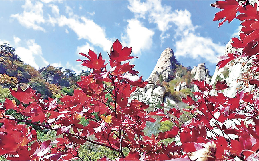 ■雪嶽山本月底開始漫山紅葉。