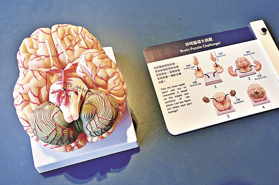■參觀者可以拼砌腦部模型，了解大腦不同區域的功用。政府新聞處供圖