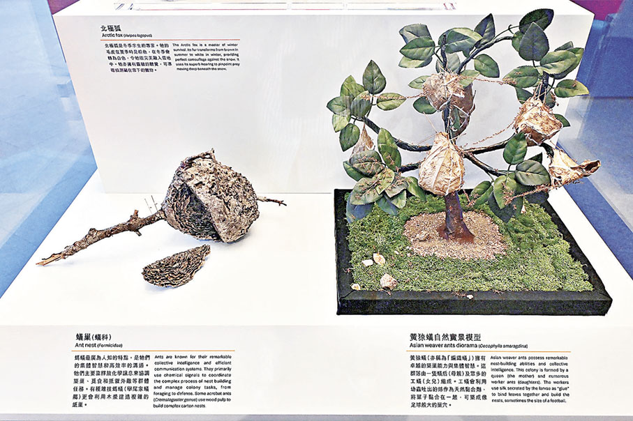 ■圖示蟻巢標本（左）和黃猄蟻自然實景模型（右）。政府新聞處供圖