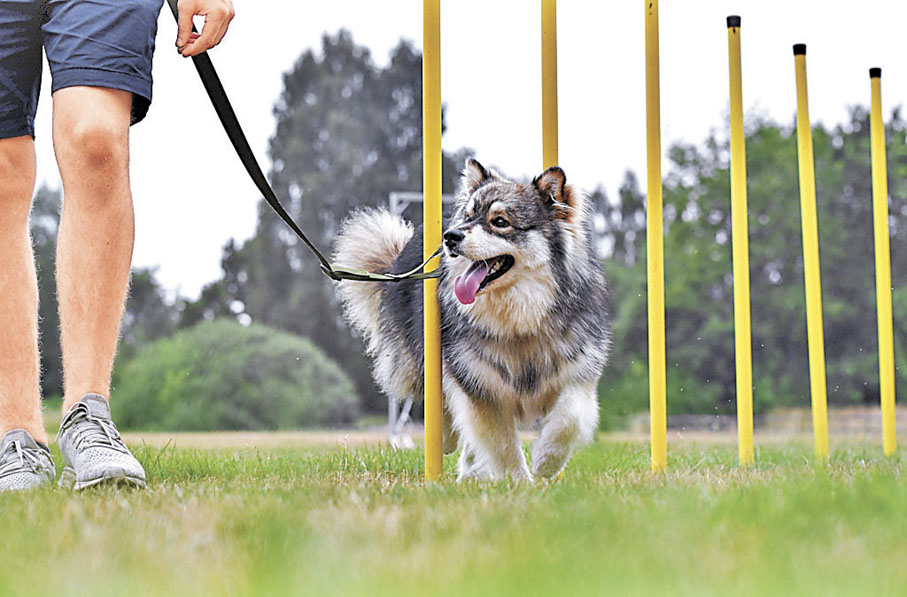 ■參與毛孩障礙賽，增進默契。