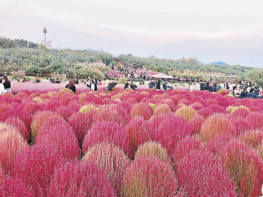 ■天空公園內盛開的粉紅芒草十分漂亮。