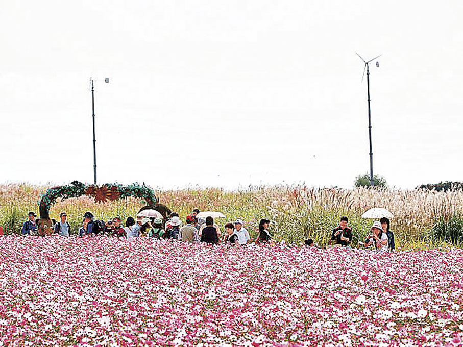 ■天空公園內的芒草田（上）和波斯菊園（下）爭妍鬥麗。