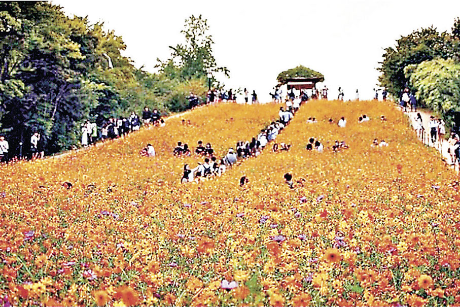■奧林匹克公園秋天波斯菊盛開。