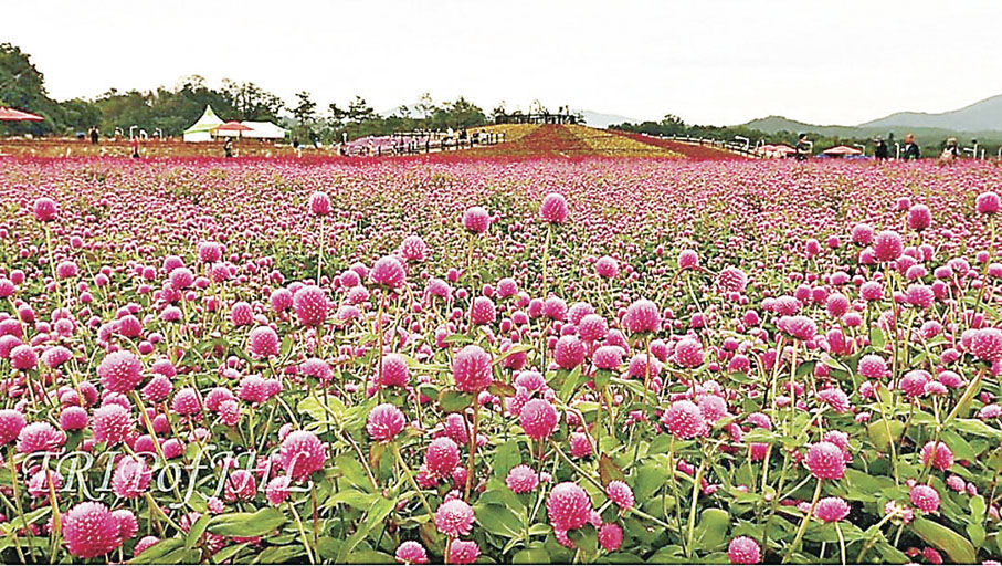■楊州NARI公園的粉紅芒草園區。
