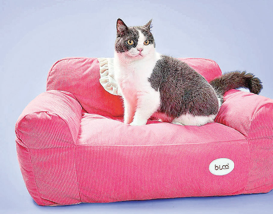 ■可拆卸寵物梳化，一年四季啱用。