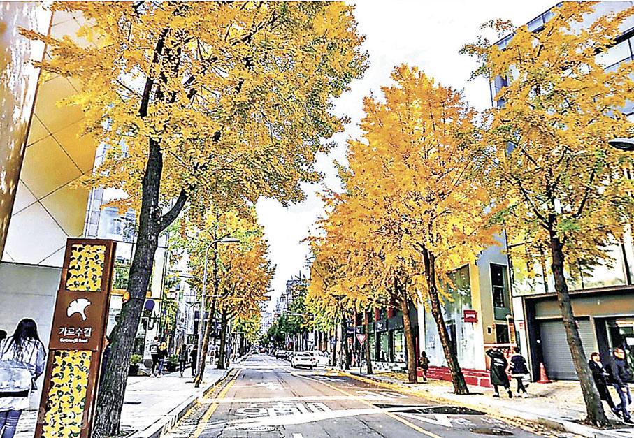 ■新沙洞林蔭大道兩旁銀杏樹盛放當中。