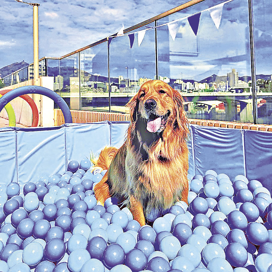 ■狗狗天台派對。